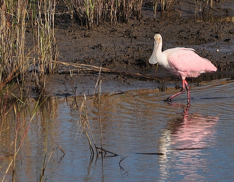 spoonbill